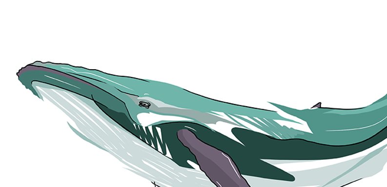 lints digital sketch whale